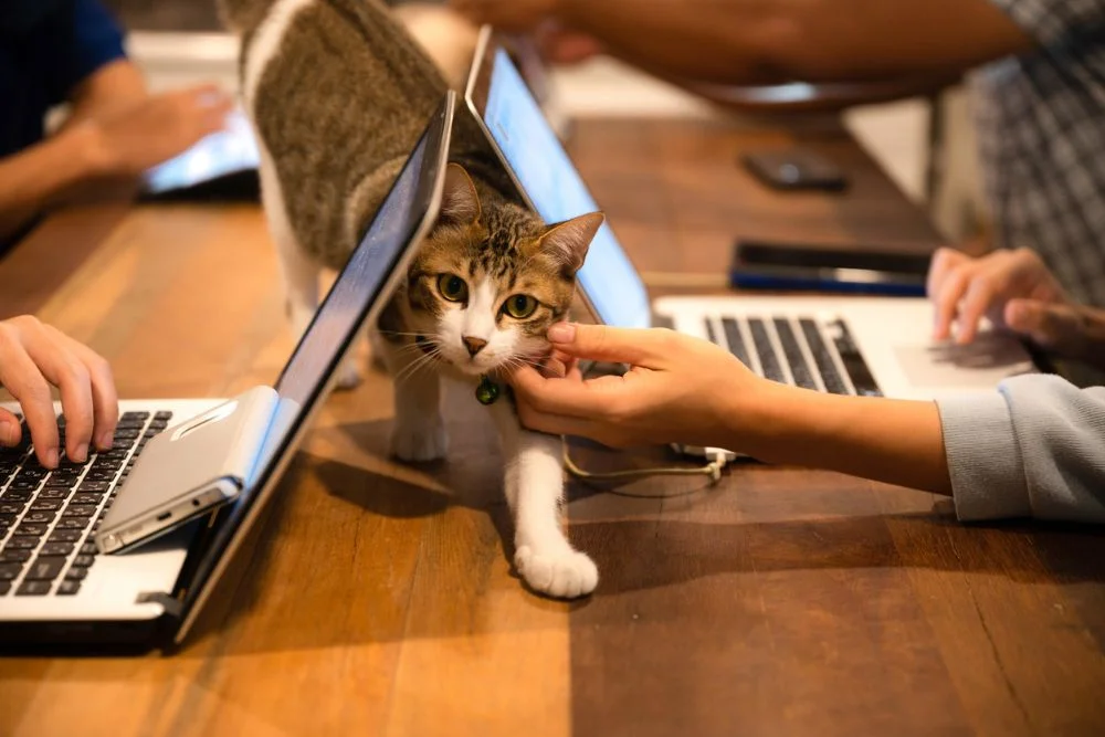 PetFriendlyWorkplace3.webp